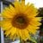 DjB_planter