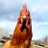 LePouletlevrai