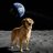 GttmDog73157