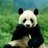 Panda_JMZC