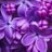 lilac_flowers69