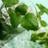 pi_mentaverde