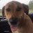 Rocko_ModernDog