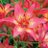 liliflormx