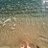 SeagrassSiren
