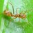 formicabionda