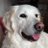 GoldenDogInfo