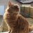 yeghousecat