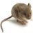 itsalittymouse