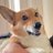 AlexCorgi1