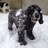 lamb_samantha