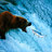 Grizzlymachine
