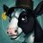 CowGames579