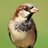 zsparrow4