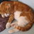Simonelecat