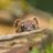 mountain_stoats
