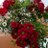 Menaka_24