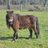 alise03130