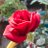 mohamma40525989