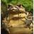Frog_Army1