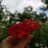 golden_duck1512