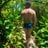 Everson_Vares