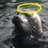 TheSealWithin