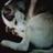 molez_