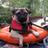 sterlingthepug