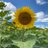 sunflowercyn