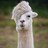 lovedbyllamas