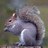 SevernSquirrel