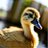 jesuiscanard
