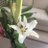 Diana_Ban29