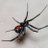 blackwidow_ZA