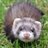 FerretHucknall