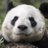WhoDatPanda_