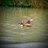 DuckWithanF