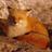 sleepyfox