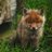 Foxes877