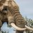 riptusk331