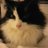 moonlight_catte