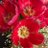DoreenW29498044