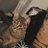 le_ridant
