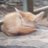 Luki_Buzz
