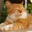 CatDylanNews