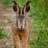 LadyLeveret
