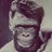 Cysquatch
