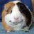 GuineaPiginUK