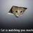 pethome43